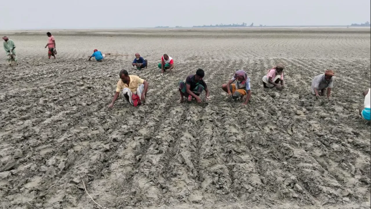 জেগে ওঠা চরে সোনালি স্বপ্ন বুনছেন কৃষকরা
