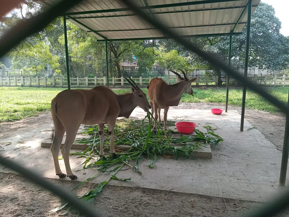 আবার চিতাবাঘ কেনার উদ্যোগ, নিঃসঙ্গ সিংহ, হায়েনা ও উল্লুকের সঙ্গী আনছে জাতীয় চিড়িয়াখানা