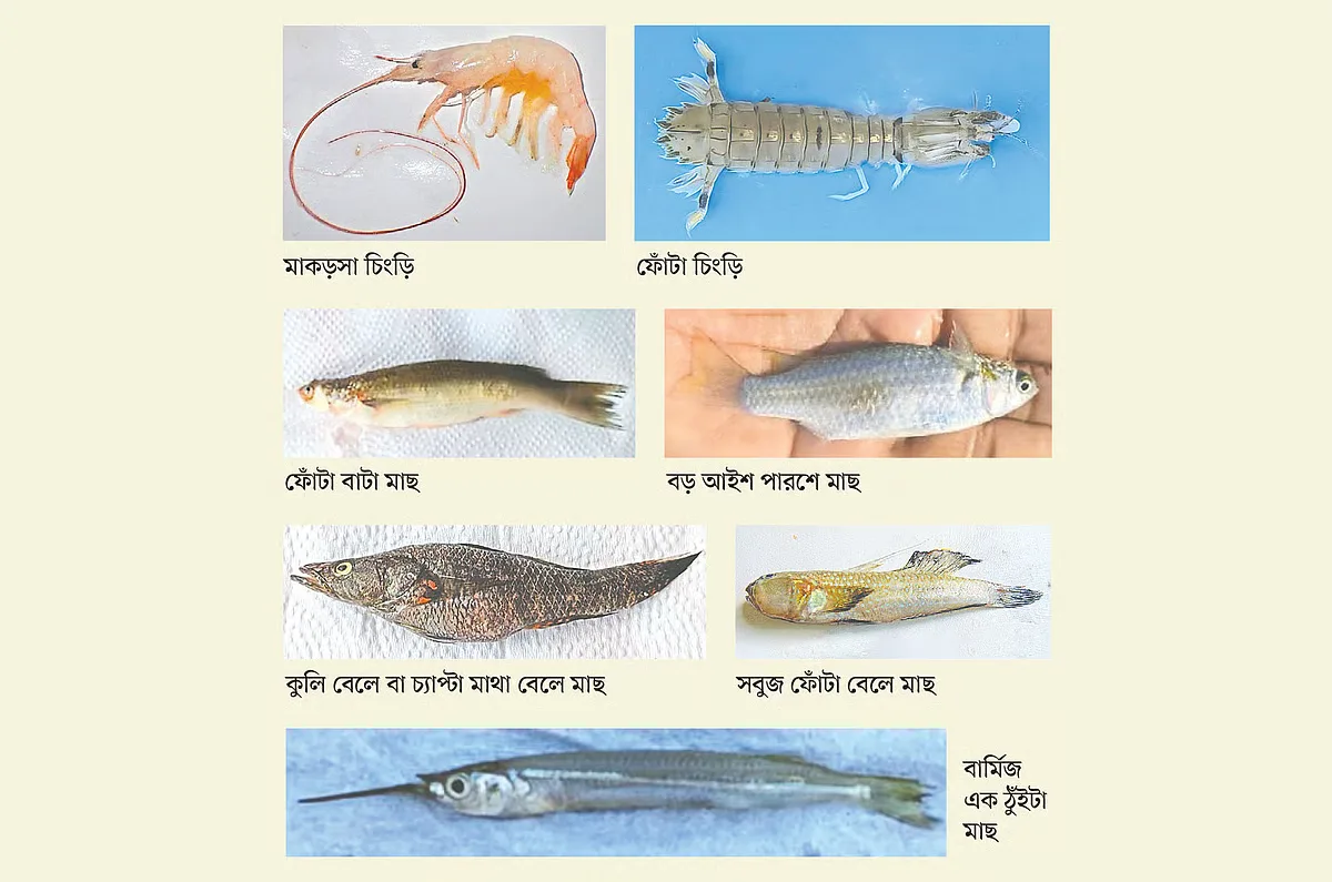 নতুন ৭ প্রজাতির মাছ শনাক্ত 